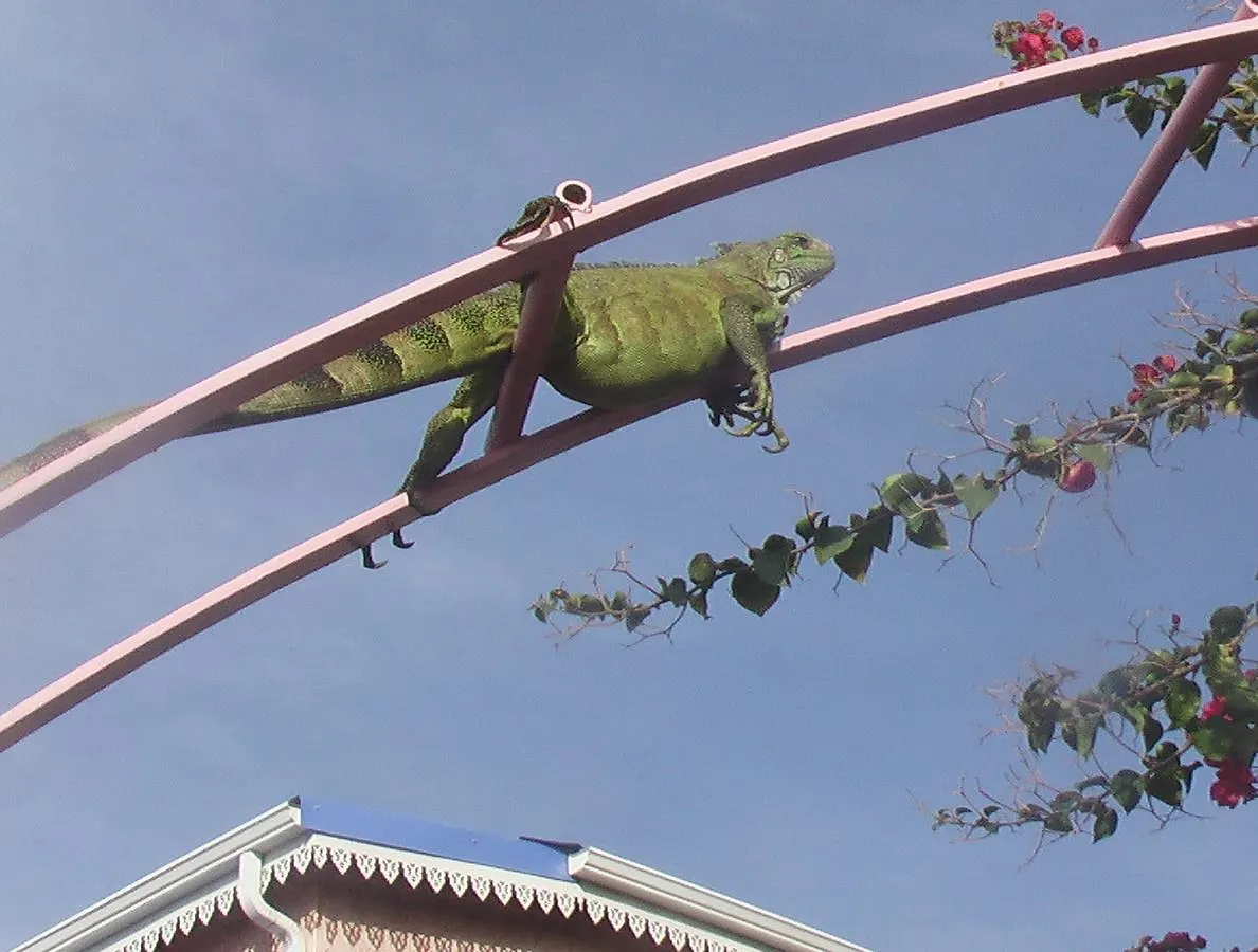 Bel Z 'Iguane Villa Trois-Rivieres Holiday home
